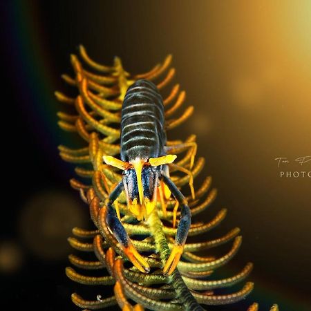 K2 Lembeh Dive Resort Bitung Экстерьер фото