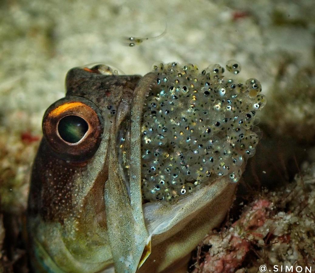 K2 Lembeh Dive Resort Bitung Экстерьер фото