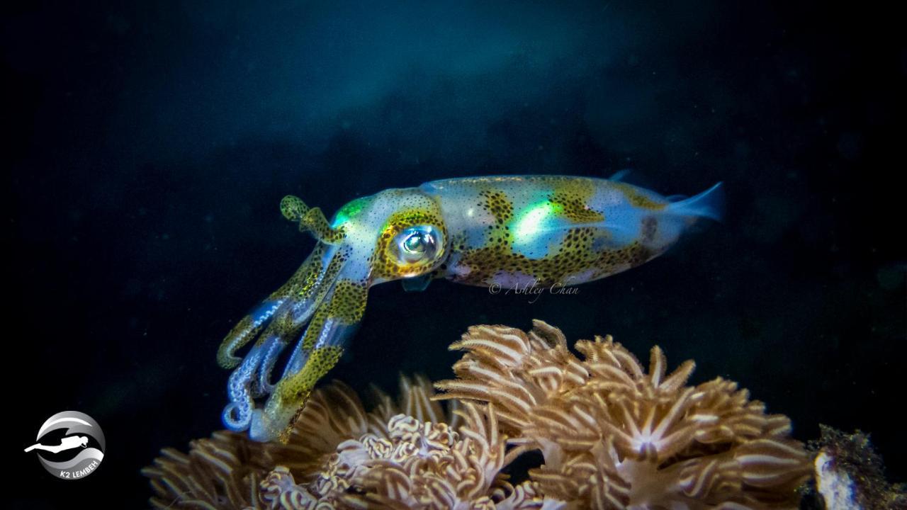 K2 Lembeh Dive Resort Bitung Экстерьер фото